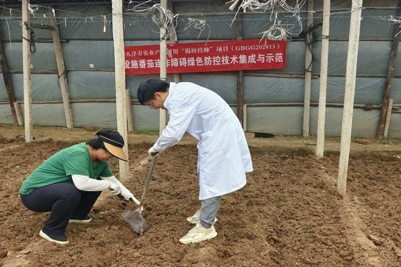 天津市农科院植保所优秀农业科技特派员项目“设施番茄连作障碍绿色防控技术的研究应用”结题