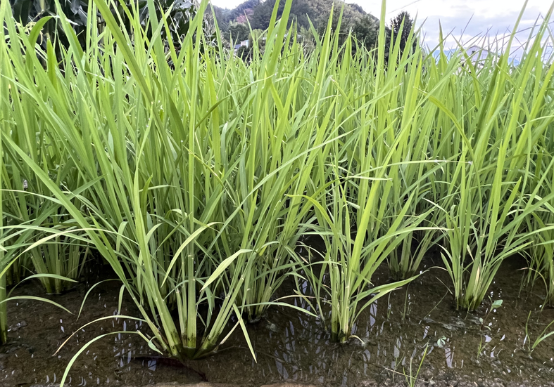 湖南召开水稻机插机抛育秧现场演示会 现场观摩学习机械化先进技术